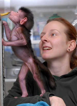 Bebé babuino abandonado 1