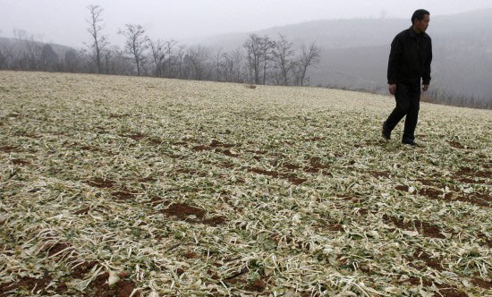 Amenaza sequía producción nacional de trigo 3