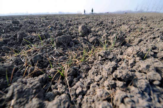 Amenaza sequía producción nacional de trigo 7