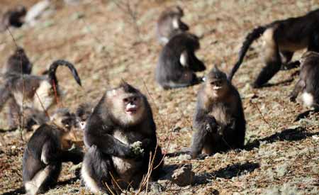 Crece población de mono chino en peligro de extinción 2