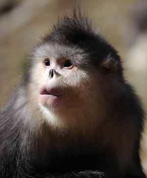 Crece población de mono chino en peligro de extinción 4