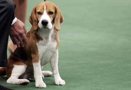 Show de perros Westminster 2009 continua en Nueva York 5