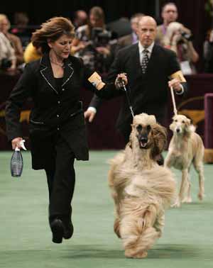 Show de perros Westminster 2009 continua en Nueva York 6