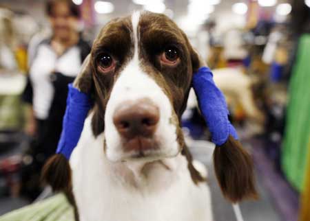 Show de perros Westminster 2009 continua en Nueva York 9