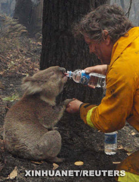 Koala recatado del incendio de Australia 2