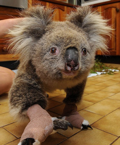 Koala recatado del incendio de Australia 3