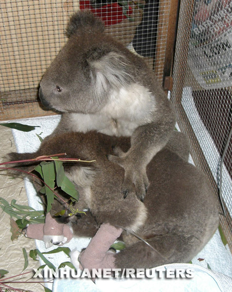 Koala recatado del incendio de Australia 5