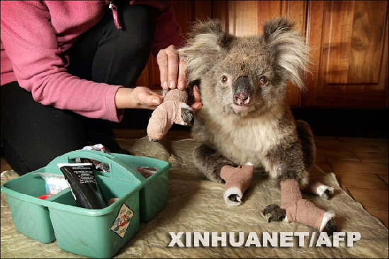 Koala recatado del incendio de Australia1
