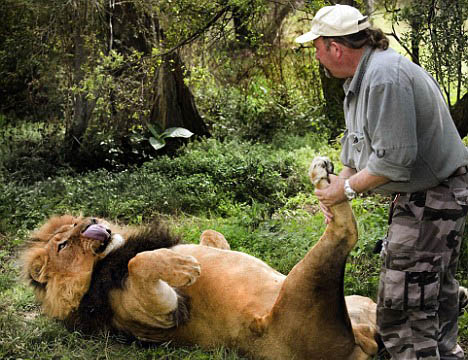 Un hombre hace masaje para leones en África 1