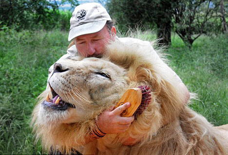 Un hombre hace masaje para leones en África 2