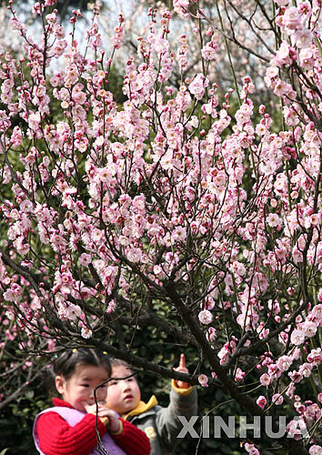 Guyang: los ciruelos de primavera están en plena flor2