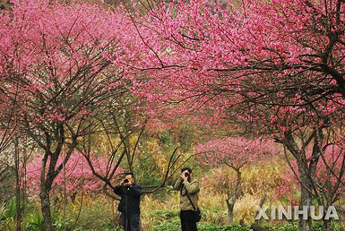 Guyang: los ciruelos de primavera están en plena flor4