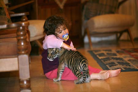 Niña juega con cachorro de tigre de Sumatra 2