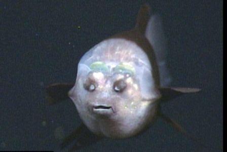Científico descubre un tipo de pez que tiene cabeza transparente 2