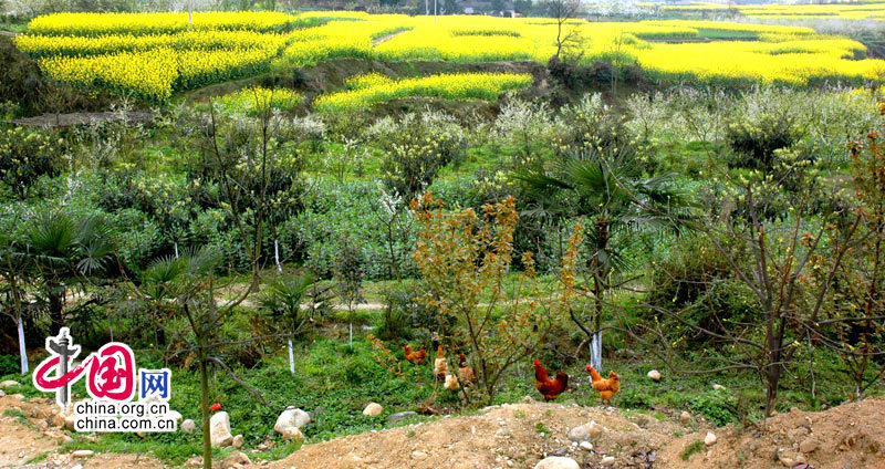 Primavera en oeste de Sichuan 12