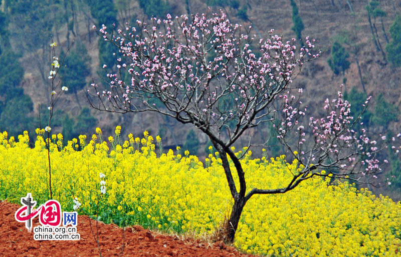 Primavera en oeste de Sichuan 15