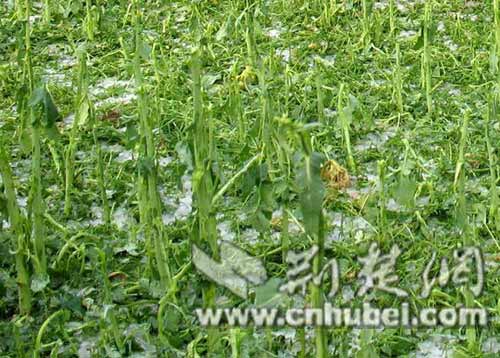 Tormentas de granizo en el centro de China afectan a 280.000 personas 3