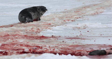Cuatro especies de foca en peligro de extinción 1