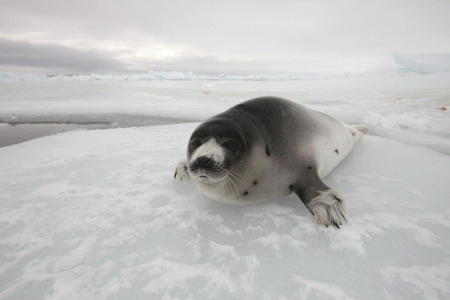 Cuatro especies de foca en peligro de extinción 2