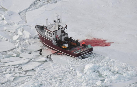 Cuatro especies de foca en peligro de extinción 6