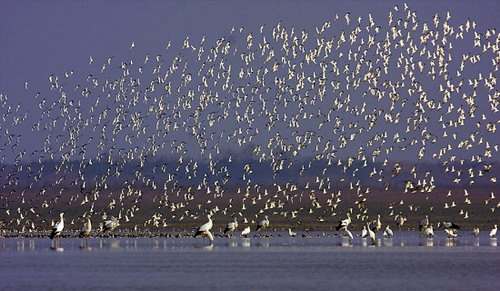 Más aves migratorias pasan el invierno en mayor lago de agua dulce de China 1