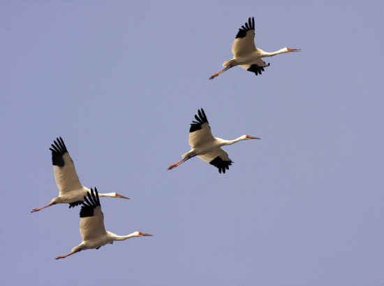 Más aves migratorias pasan el invierno en mayor lago de agua dulce de China 4