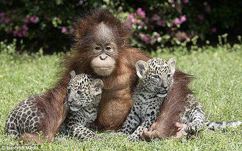 Cachorro de panterna y de orangután se convierten en amigos 1