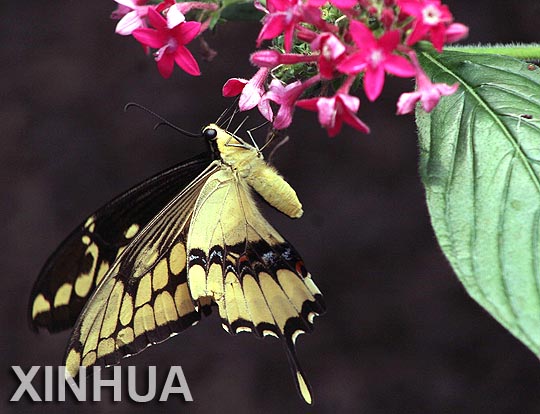 Ecuador: mariposas de Mindo están en peligro de extinción2