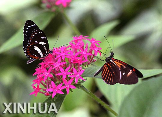 Ecuador: mariposas de Mindo están en peligro de extinción3