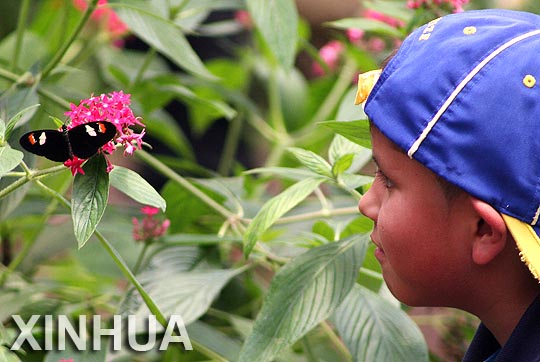 Ecuador: mariposas de Mindo están en peligro de extinción4