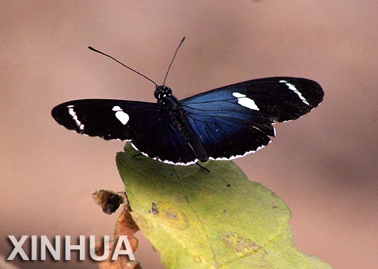 Ecuador: mariposas de Mindo están en peligro de extinción5