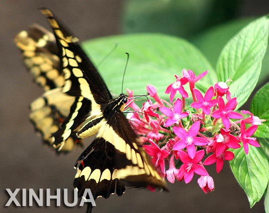 Ecuador: mariposas de Mindo están en peligro de extinción6