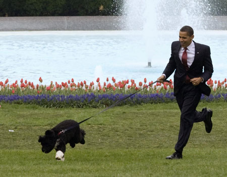 Nuevo perro de Casa Blanca Bo 1