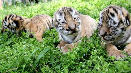 Cachorros de tigre disfrutan del sol 4