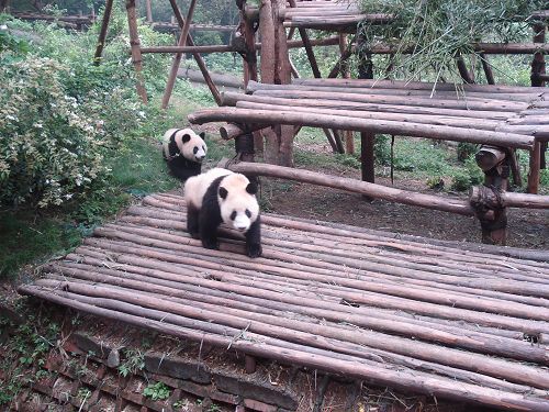 La Base de Panda de Chengdu2