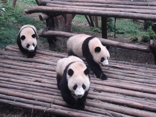 La Base de Panda de Chengdu3