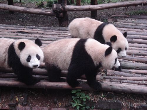 La Base de Panda de Chengdu4