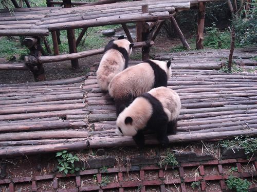 La Base de Panda de Chengdu5