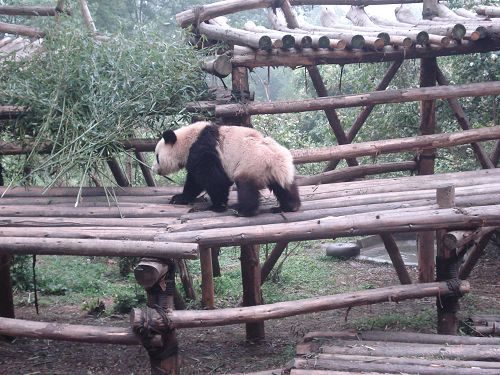 La Base de Panda de Chengdu6
