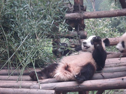 La Base de Panda de Chengdu7