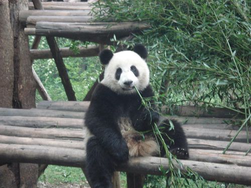 La Base de Panda de Chengdu8