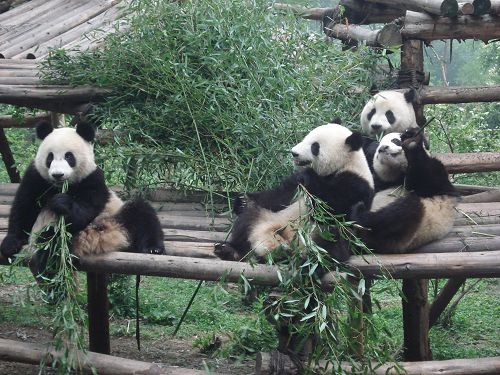 La Base de Panda de Chengdu9