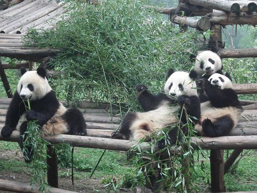 La Base de Panda de Chengdu10