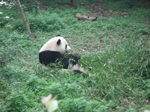 La Base de Panda de Chengdu11