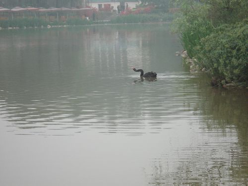 La Base de Panda de Chengdu13