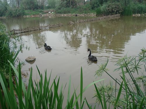 La Base de Panda de Chengdu14