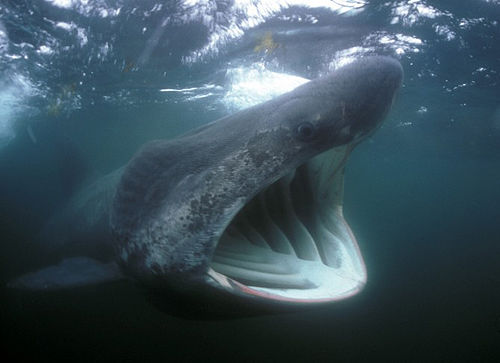 El tiburón de 10 metros de longitud aparece en el mar Caribe 1