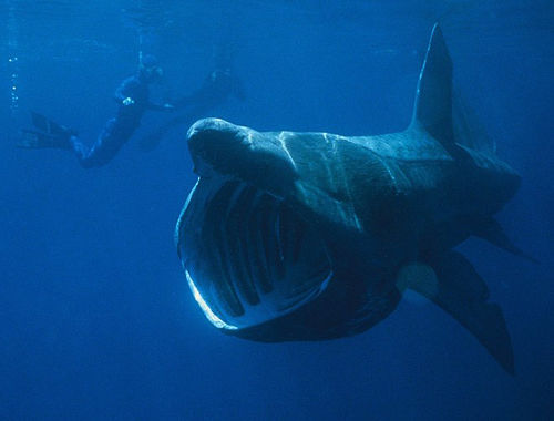 El tiburón de 10 metros de longitud aparece en el mar Caribe 2