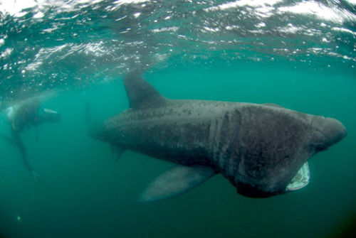 El tiburón de 10 metros de longitud aparece en el mar Caribe 3