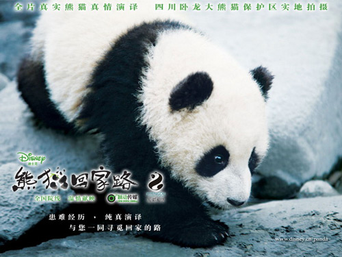 Película china sobre oso panda de Sichuan conmueve al público en su estreno1